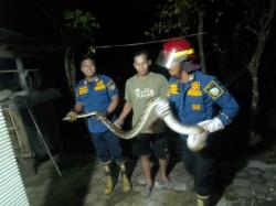 Dievakuasi, Ular Piton 4 Meter di Jombang Melilit Tangan Petugas Damkar