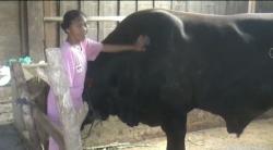 Sapi 1,1 Ton dari Blora Diusulkan Menjadi Kurban Banmas Presiden