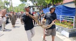 Momen Tak Biasa di Aksi Indramayu: Biawak Hidup Jadi Kado Protes untuk Bupati