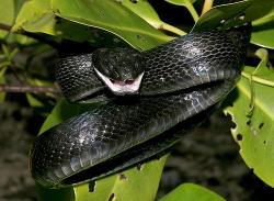 Damkar Sulbar Tangkap Ular Black Boiga 2,5 Meter di Area Rujab Wagub