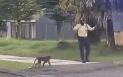 Warga Lowokwaru Resah, Monyet Ekor Panjang Masuk Klaster Hunian
