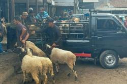 Hewan Kurban di KBB Dipasok dari Jateng Hingga Jatim, Pembeli Tahun Ini Diprediksi Naik