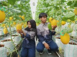 Belajar Jadi Petani Modern, Siswa SMKN 1 Pandak Bantul Kembangkan Melon Premium di Greenhouse