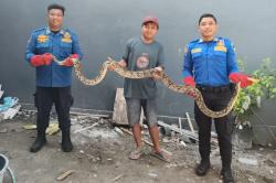 Waspada Hewan Liar, Ular Besar Berkeliaran di Permukiman Warga Kediri