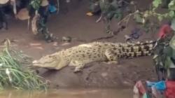 Geger! Buaya Putih Misterius Muncul di Sungai Cisadane Tangerang, BPBD Beri Peringatan Keras