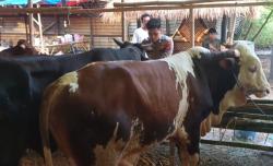 Kisah Polisi di Cilegon Jual Sapi Kurban, Rawat Ternak Sendiri demi Raih Berkah Iduladha