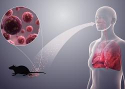 3 Kasus Hantavirus Berakhir Kematian, Ahli Epidemiologi UI Ingatkan Bahaya Kontaminasi Urine Tikus