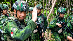 TNI Bongkar Ladang Ganja Diduga Milik KKB di Papua, 216 Batang Siap Panen Disita
