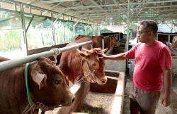 Daya Beli Turun, Penjual Sapi Kurban di Purwakarta Keluhkan Penjualan Lesu Jelang Idul Adha 2026