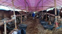 Jelang Iduladha, Permintaan Hewan Sapi di Tangerang Melonjak 90 Persen