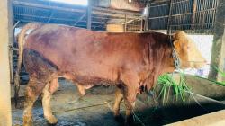 Sapi Jumbo Asal Kembangbahu Lamongan Dipilih Presiden Prabowo untuk Kurban Idul Adha 1447 H