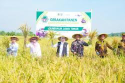 Produksi Padi Jatim Januari–Juni 2026 Diprediksi Tembus 6,62 Juta Ton GKG