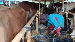 Stok Hewan Kurban di Kabupaten Tangerang Diprediksi 35.000 Ekor untuk Iduladha 2026