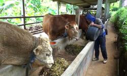 Jelang Idul Adha, Pedagang Hewan Kurban di Ponorogo Jual Sapi Sultan Ukuran Raksasa