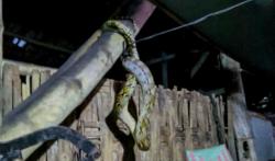 Ular Piton Masuk Rumah Warga, Petugas Damkarmat Bojonegoro Melakukan Evakuasi