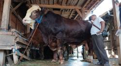 Fantastis! Sapi Kurban Prabowo Berbobot 1,1 Ton Bernilai Rp112 Juta