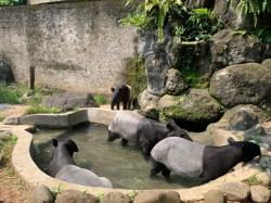 Lupakan Macet! Rahasia Suasana Hutan Amazon Ternyata Ada di Ancol