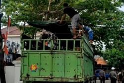 Jelang Idul Adha, Pengiriman Hewan Kurban Sumatera-Jawa Naik Drastis