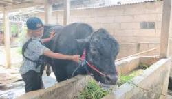 Sapi Ambo Berbobot 1,15 Ton, Hewan Kurban dari Presiden Prabowo di Tangerang