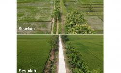 Penampakan Akses Jalan Sawah di Desa Puro Sebelum dan Sesudah Dicor, Dulu Becek Kini Mulus