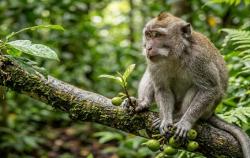 Penyakit Malaria Monyet Serang Malaysia, IDAI: Risiko di Perkotaan Rendah