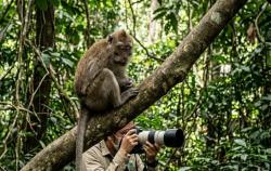 Mengenal Monkey Malaria yang Menyerang Malaysia, Perhatikan Gejala dan Cara Mencegahnya