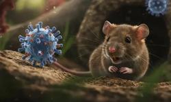 Hantavirus Bisa Menular Lewat Debu, Ini Imbauan Dinkes Bojonegoro