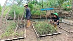 Dari Lahan Terlantar Akibat Rob, Ekowisata Mangrove Mulyosari Kini Raih Nominasi Kalpataru