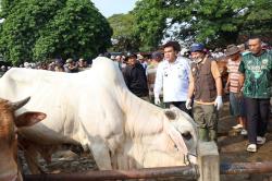 Cek Kondisi Hewan Kurban Jelang Iduladha, Bupati Blora Arief  Rohman Sidak Pasar Pon