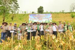 Panen Jagung 1 Hektar di Libureng, Kapolres Barru Tegaskan Dukungan Swasembada Pangan