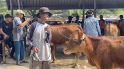 Harga Sapi Kurban di Lamongan Naik 25 Persen Jelang Iduladha