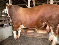 Sapi Milik Peternak Asal Cisarua KBB Berbobot 1.050 Kg Terpilih Jadi Hewan Kurban Presiden