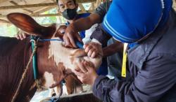 ‎Pastikan Hewan Kurban Sehat, 96 Petugas Diterjunkan Jelang Iduladha ‎