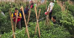 Musim Kering Mengancam, Petani Jawa Barat Perkuat Strategi Tanam
