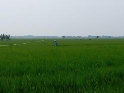 Ancaman Kekeringan Intai Sawah Petani, Produksi Gabah di Kota Padi Terancam Berkurang