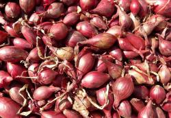 Harga Bawang Merah Hari Ini, Tulungagung dan Trenggalek Masih di Level Rp40 Ribuan