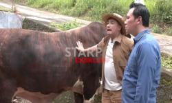 Cari Ladang Pahala Lewat Jualan Sapi Kurban, Irfan Hakim: Senang Jadi Jembatan Kebaikan Orang Lain