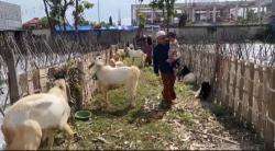 Pedagang Kambing Kurban Dadakan di Tuban Raup Untung Berlipat Jelang Idul Adha