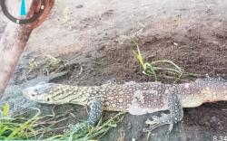 Geger Anak Komodo Menyelinap Masuk Kamar Warga di Manggarai Timur, Pemilik Rumah Panik!