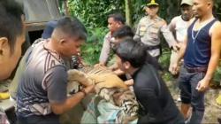 Anak Harimau Sumatera Terjerat Dua Hari di Pasaman, Dievakuasi Tim Gabungan
