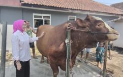 Sapi Jumbo Bobot 1,14 Ton Milik Pemuda Lumajang Terpilih Jadi Hewan Kurban Presiden Prabowo