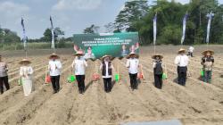 Bongkar Ratoon Serentak di 11 Kabupaten, Khofifah Optimistis Jatim Capai Swasembada Gula
