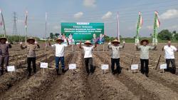 Luas Lahan Tebu di Tulungagung Bertambah, Program Bongkar Ratoon Tingkatkan Produktivitas