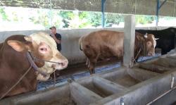 Jelang Iduladha Peternak Sapi Jumbo di Ponorogo Kebanjiran Order, Harga Ratusan Juta