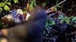 Tambang Emas Ilegal di Zona Rawan Berujung Maut, 10 Pendulang Tewas Diserang KKB