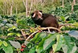Kopi Luwak Indonesia Perkuat Posisi di Pasar Kopi Premium Global