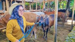 Gen Z Boyolali Sukses Bisnis Sapi Kurban, Jual Ratusan Ekor dengan Konsep Hotel Sapi