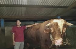 Begini Penampakan Sapi Seberat 1,2 Ton Bantuan Presiden Prabowo untuk Banyumas