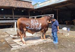 Sempat Ditawar Orang Dengan Nilai Tinggi, Pemilik Sapi di Probolinggo Memilih Jual ke Presiden