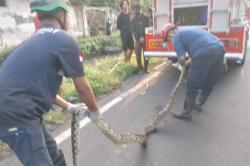 Pemotor Dihadang Ular Besar saat Melintas di Jalan Raya Brantas Jombang, Ini Wujudnya